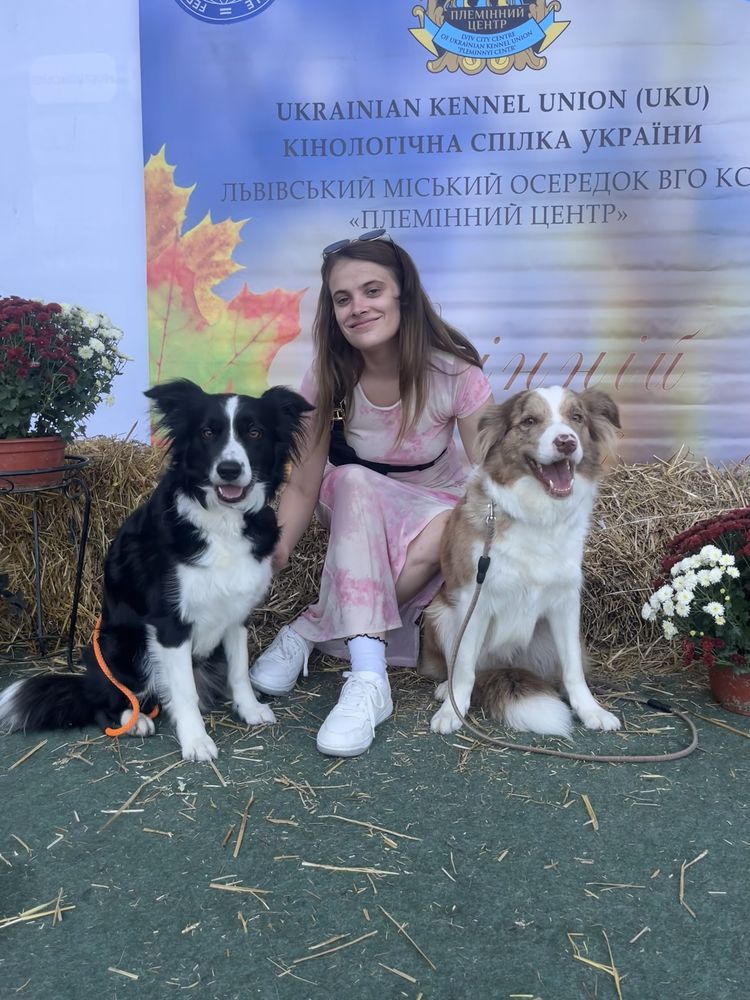 Елітні цуценята бордер коллі – чемпіонський родовід