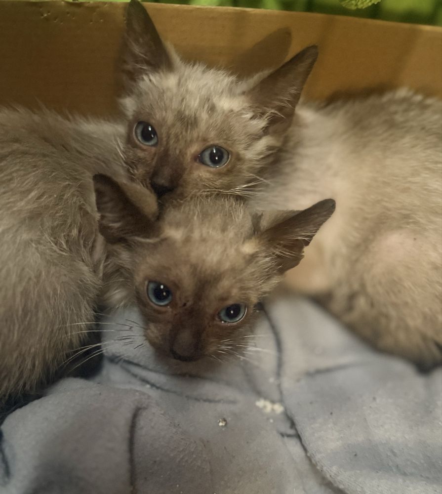 Gatos para adoção responsavel
