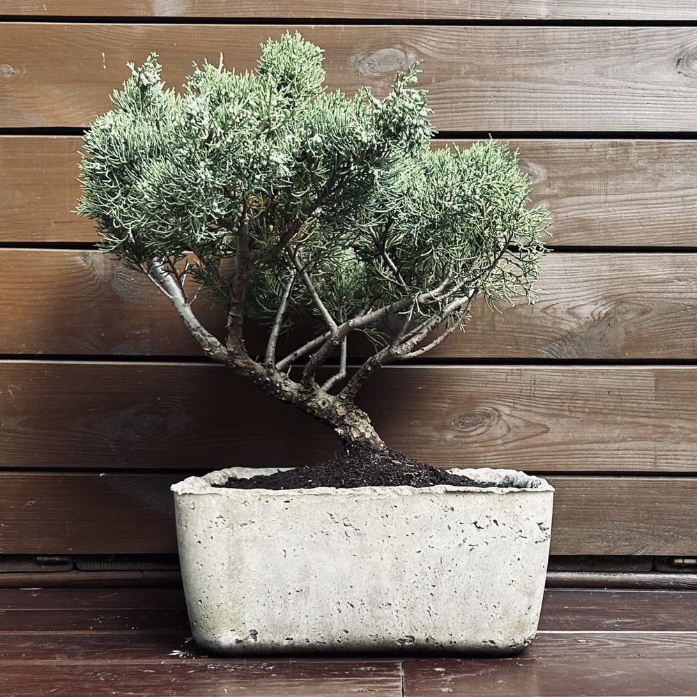 Bonsai z jałowca w recznie wykonanej betonowej donicy