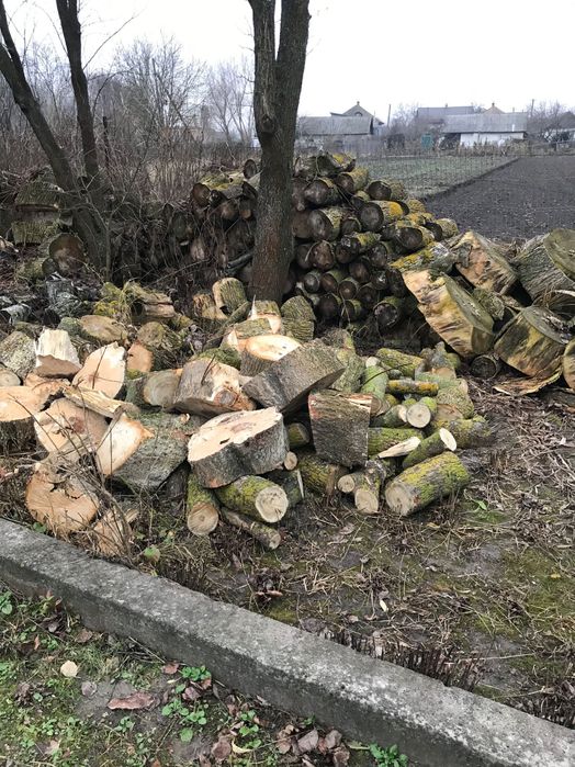 Кленові дрова( тверда порода)