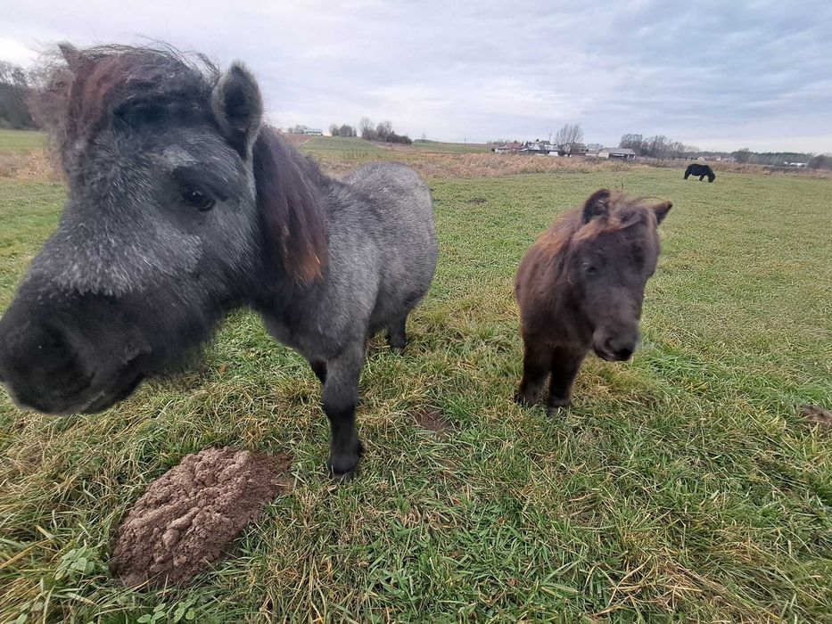 Kucyki ogierki 0,5 roku i 1,5 roku