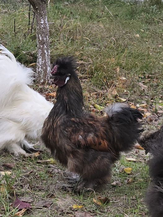 Ппродам китайських шовкових півнів