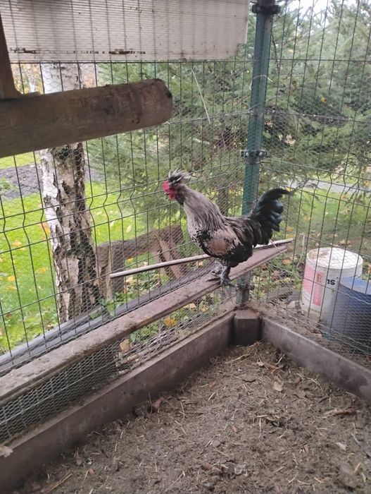 Parka kurek czubatek