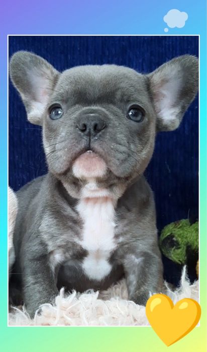 Кому блакитного красунчика французика!