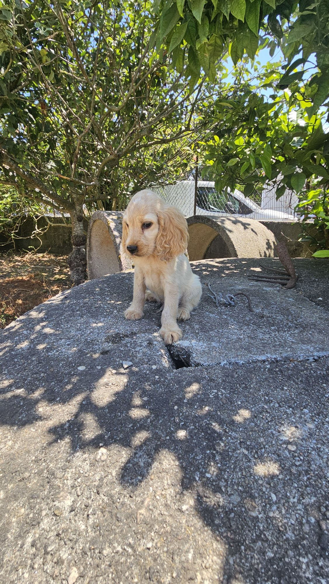 Coocker spaniel Macho