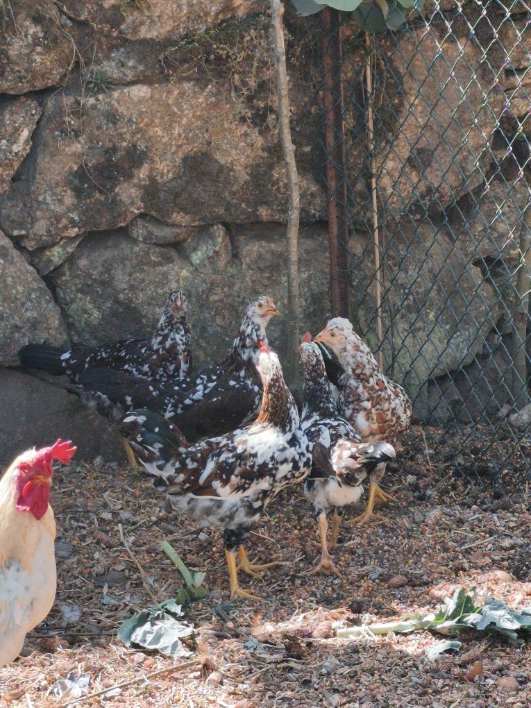 Leghorn casal 3 meses