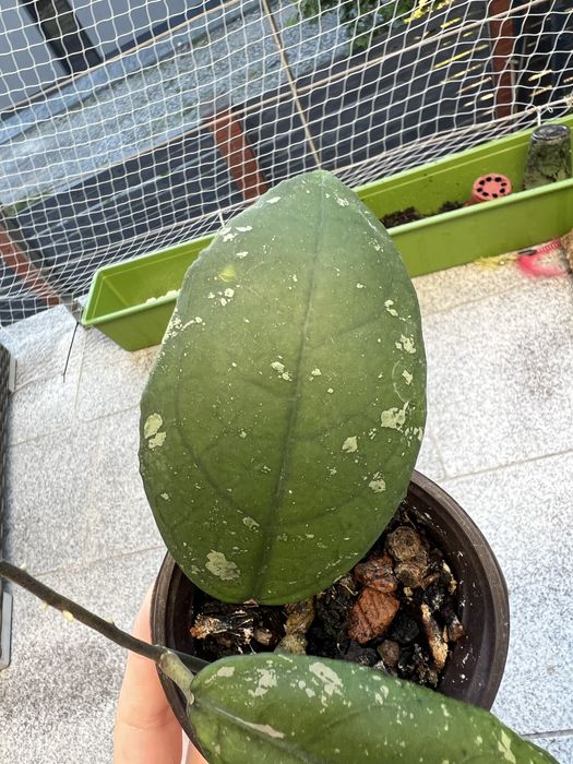 Hoja hoya Vitellima ImL 1348