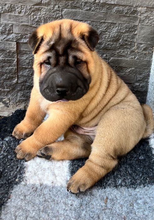Shar Pei Związek Kynologiczny w Polsce