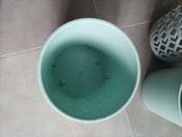 Vendo vasos com proteção