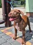 American Pitt Bull Terrier