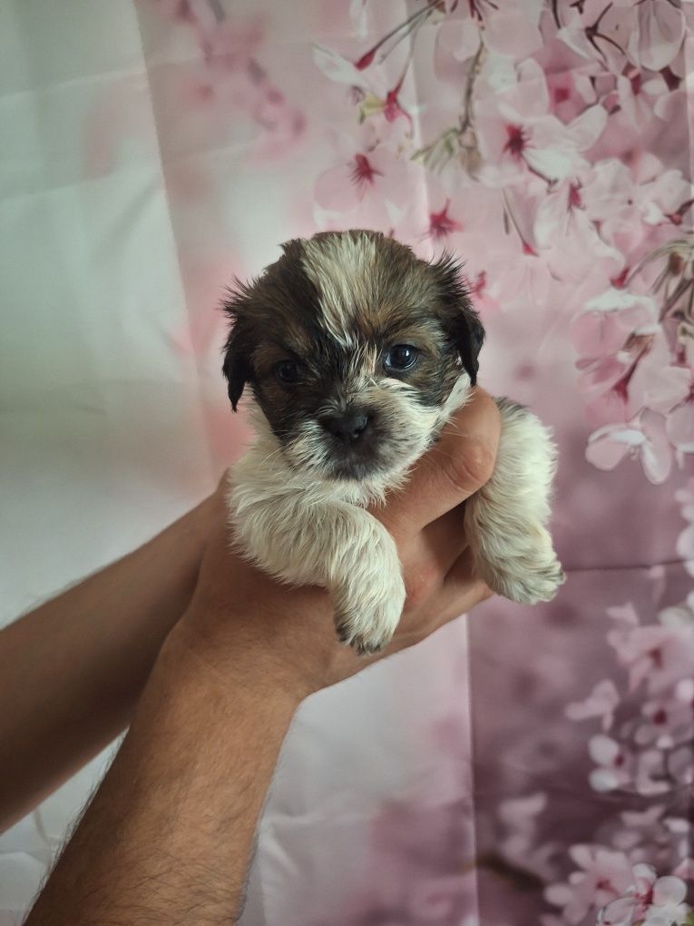 Celinka cudowną dziewczynka shih tzu czeka na dom
