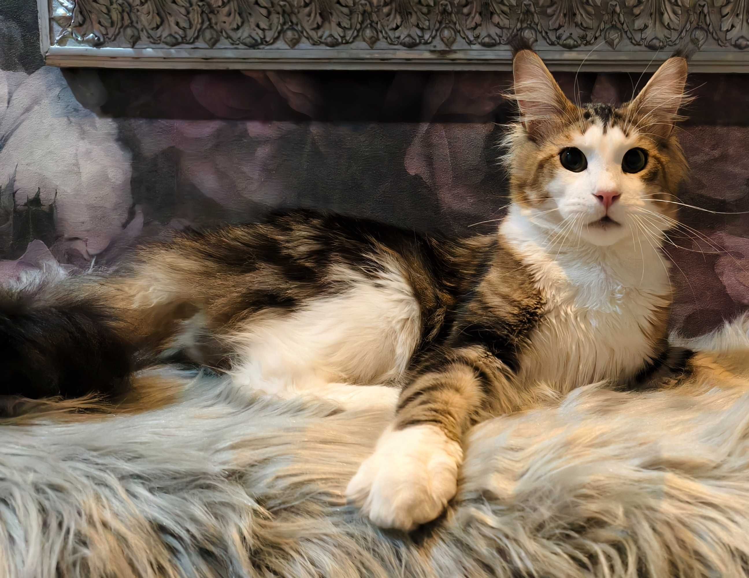 Maine Coon cudny kocurek