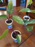 Philodendron strawberry shake