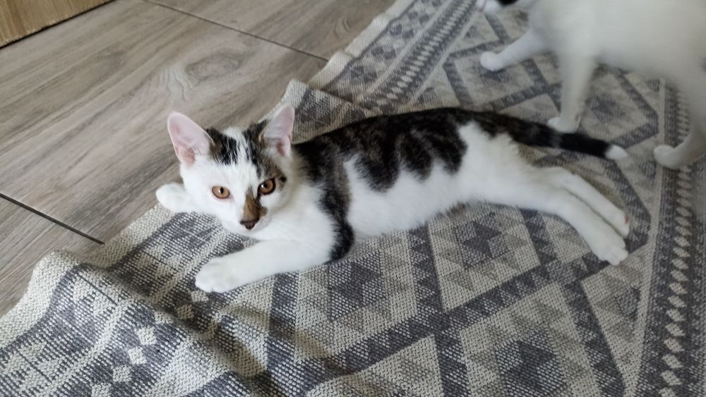 Kocurki szukają domu