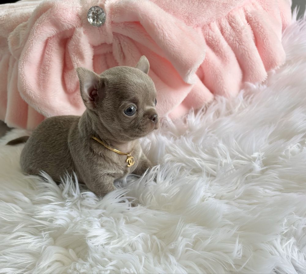 Chihuahua piękny malutki liliowy piesek