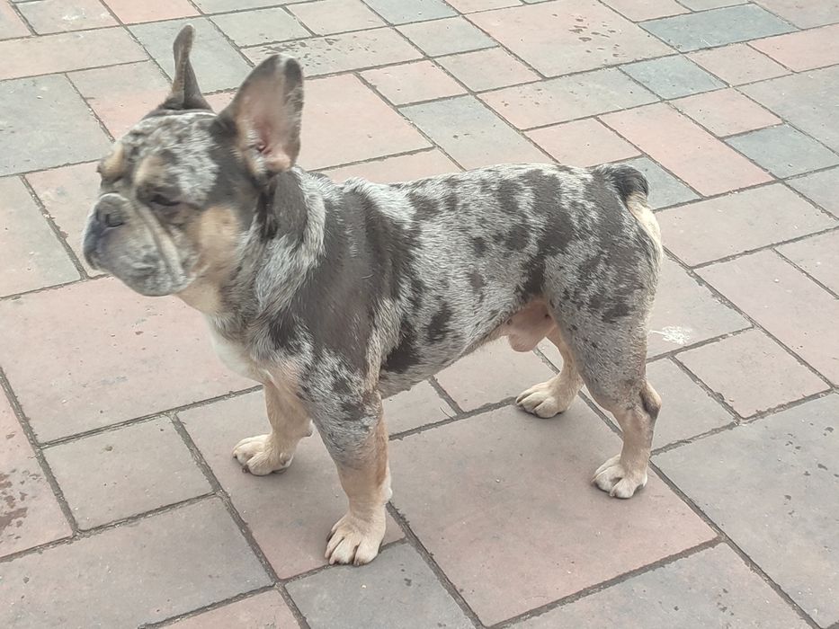 Вязка французский бульдог