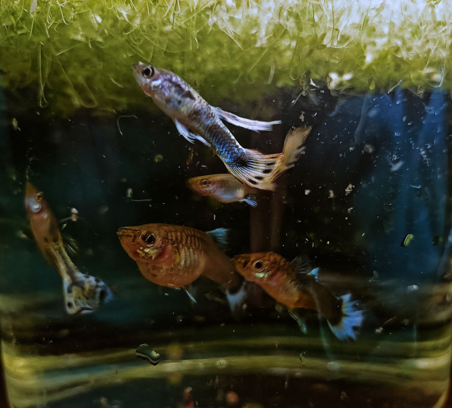 Guppys (muito stock)