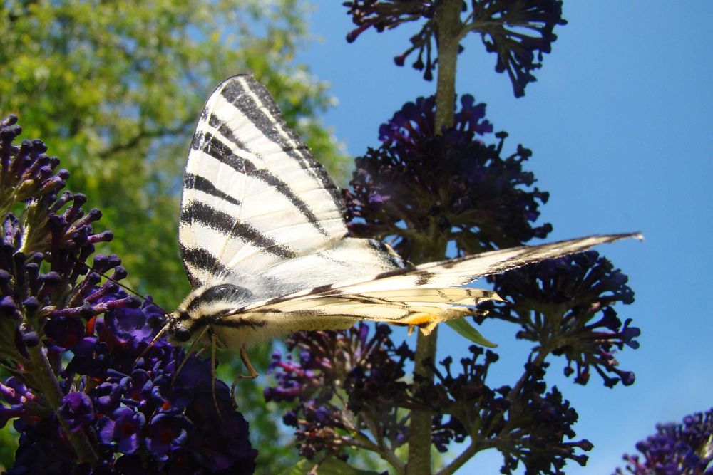 Budleja x2 kwiat motyli + świetny gratis!