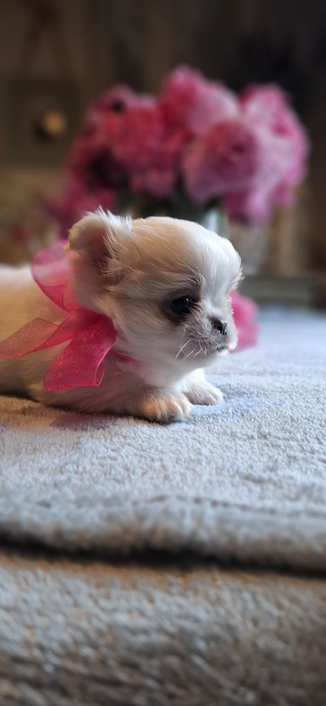 Chihuahua cudny piesek