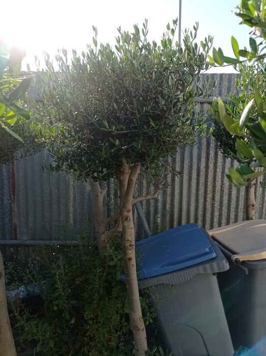 Vendo oliveiras bonsai desde 135