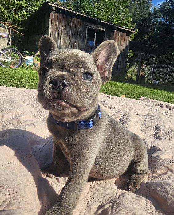 Buldog francuski