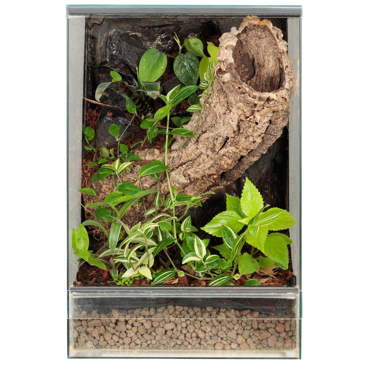 Terrarium 40x40x60 gekon orzęsiony