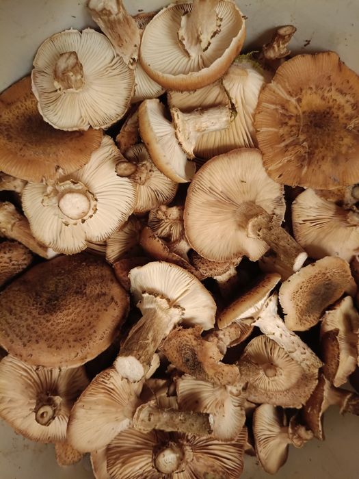 Opieńki - świeżo zebrane