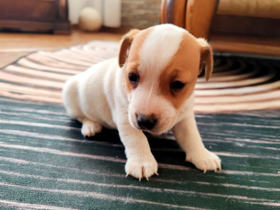 Jack Rusell Terrier szczeniak suczka