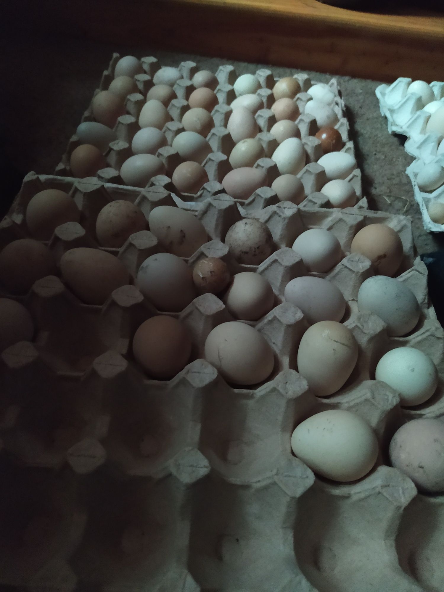 Продаються інкубаційні яйця гусей та цесарок