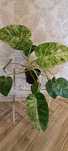 Philodendron Giganteum Blizzard cała roślina.