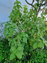 Estacas de boldo planta