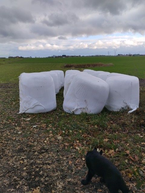 Wysłodki buraczane świeże baloty