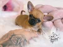 Chihuahua sliczna sunia