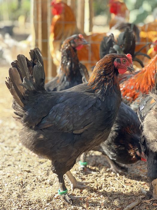 Marans casais opurtunidade