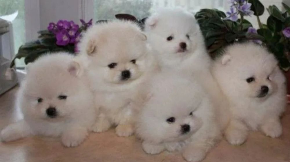 Супер детки шпицы Мальчики и Девочки