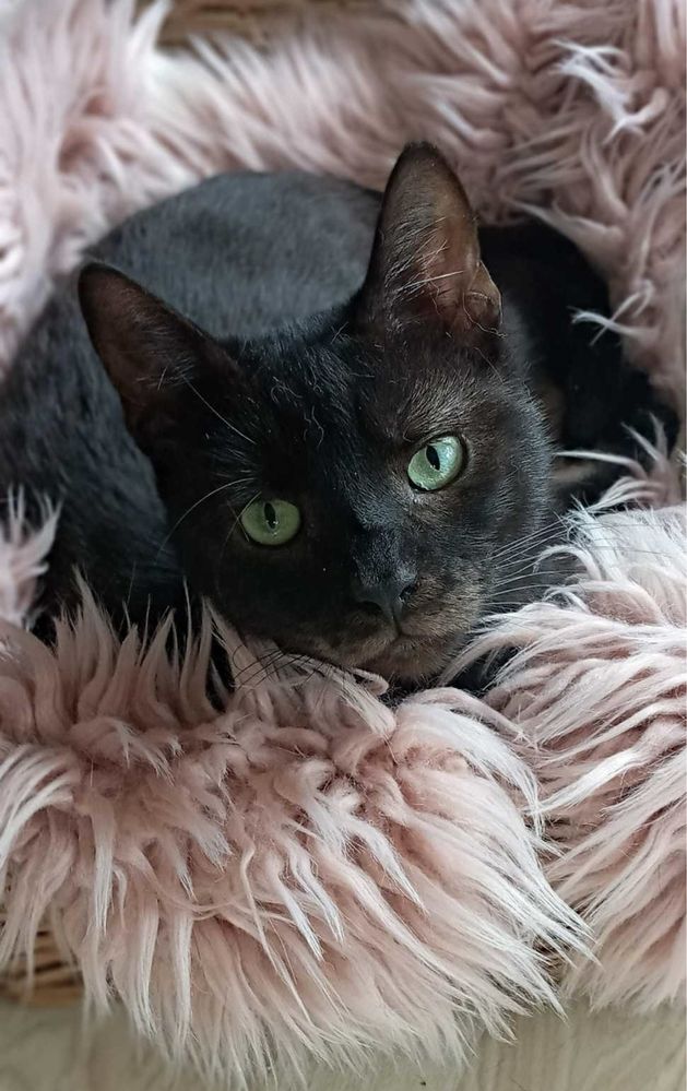 Czarne koty do adopcji
