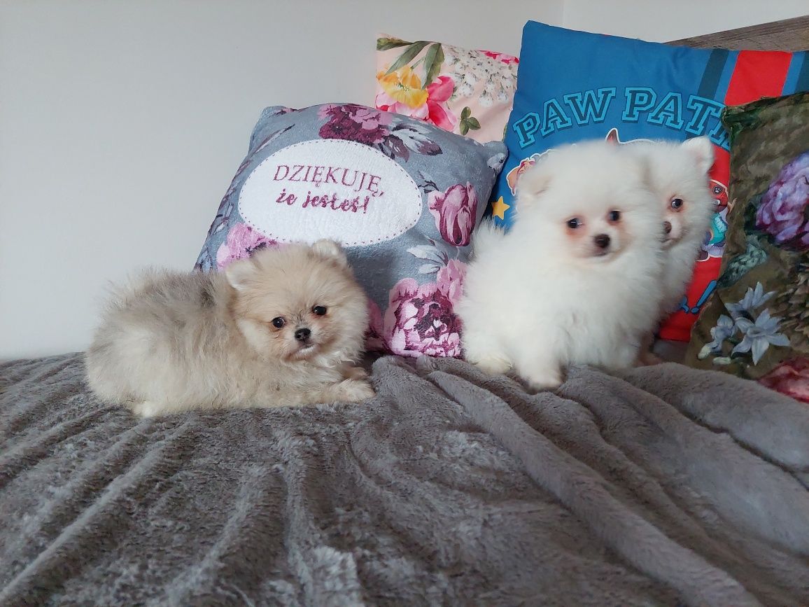 Szpic miniaturowy pomeranian suczka