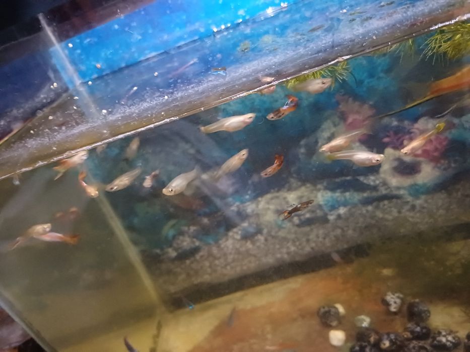 гуппи  10 гривен шт.