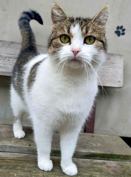 Krysia prosi o dom ...