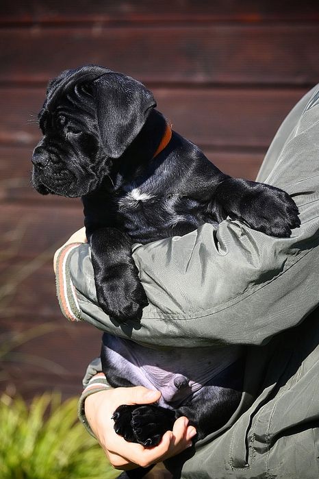 CANE CORSO Italiano / ZkwP FCI