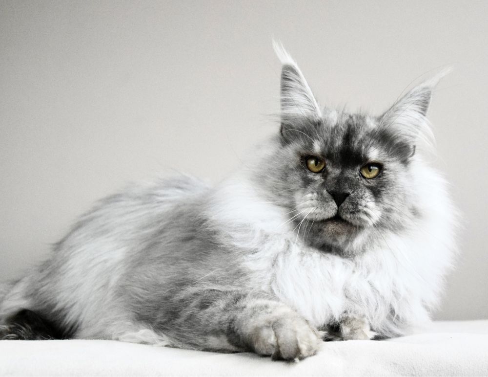 Hodowla kotów rasy maine coon, rodowód FPL