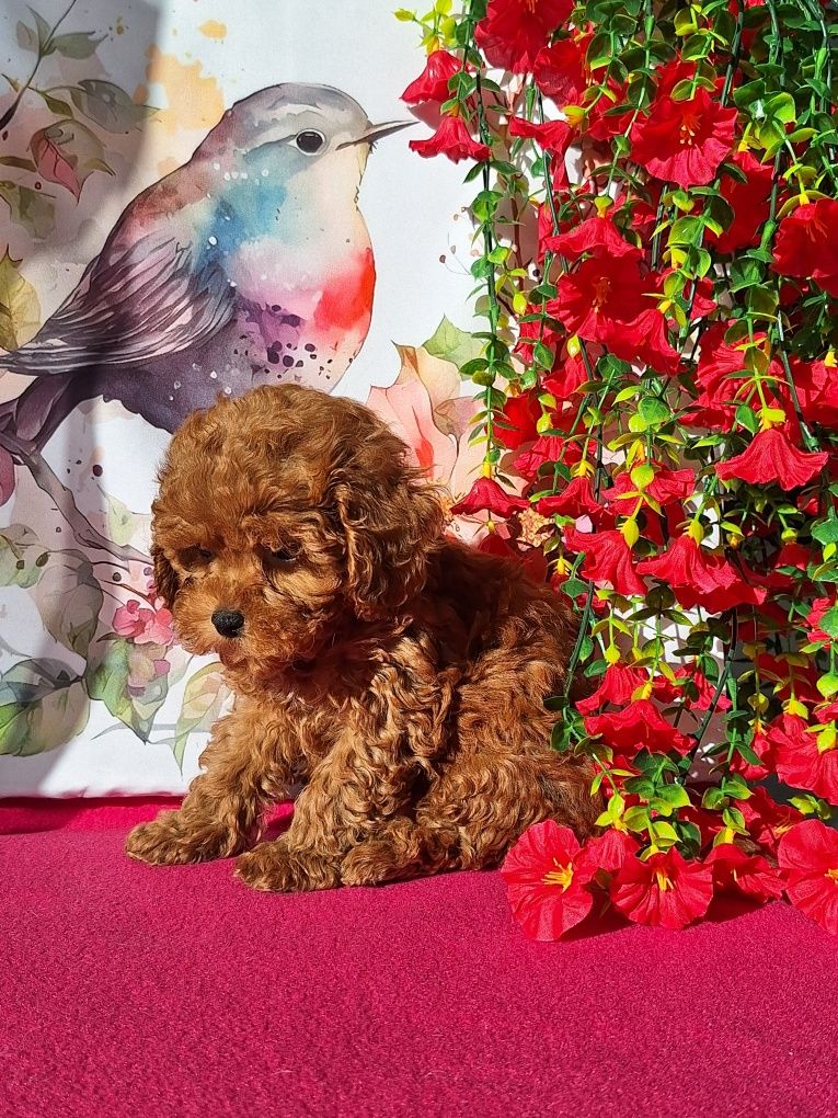 Maltipoo piesek maleńki z rodowodem i paszportem