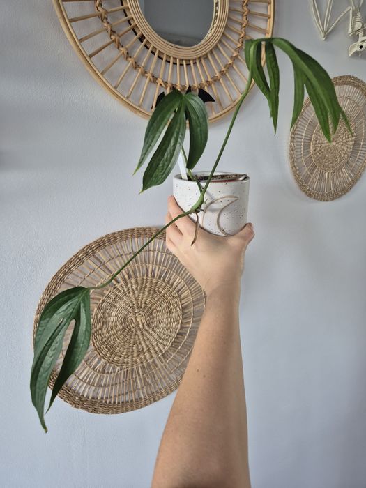 Dwie rośliny philodendrony