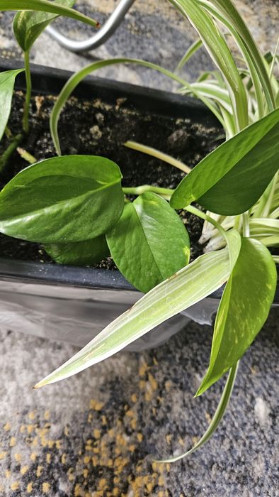 Epipremnum złociste 1 sadzonka odnóżka duża ukorzeniona biało - zielo