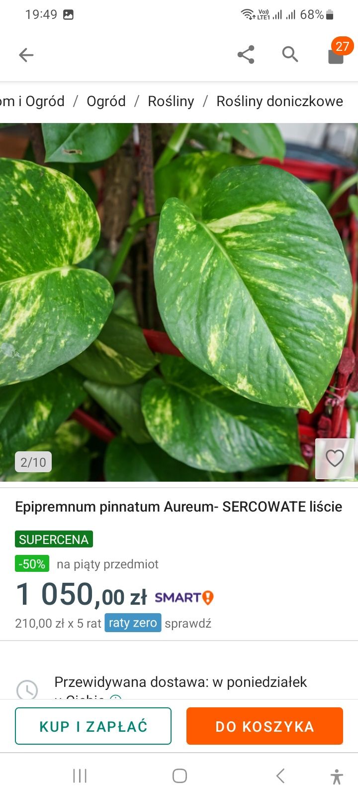 Sprzedam kwiatka Epipremnum pinnatum Aurenn