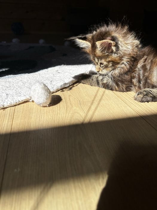 Kocur Maine Coon