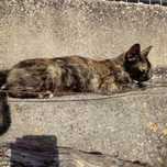 Gatinha para adopção!