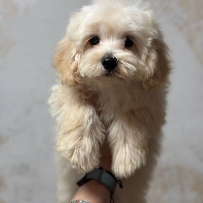 Мальчик Мальтипу F1 — живой плюшевый малыш!
