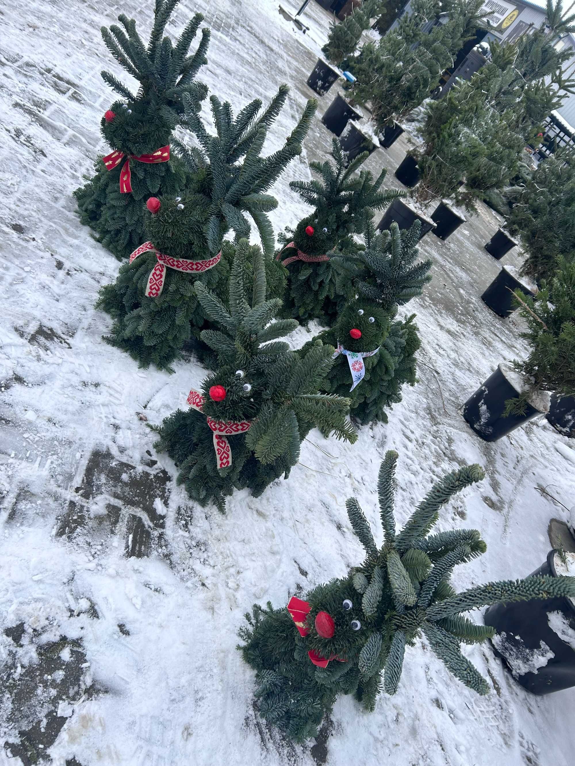 Renifer z jodły Nobilis mały 35cm ozdoba żywa świąteczna Radom