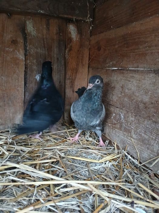 Gołębie Roztoczańskie